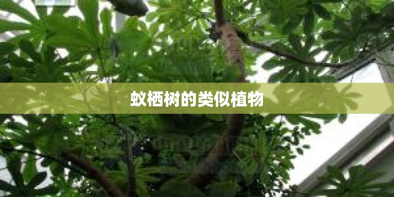 蚁栖树的类似植物