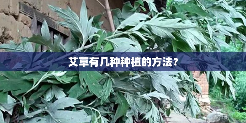 艾草有几种种植的方法？