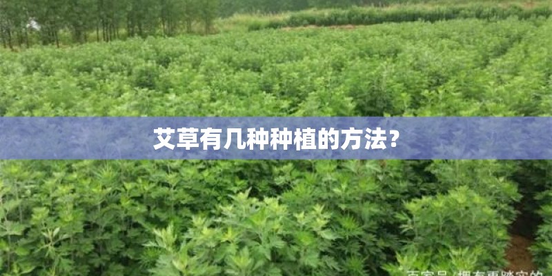 艾草有几种种植的方法？