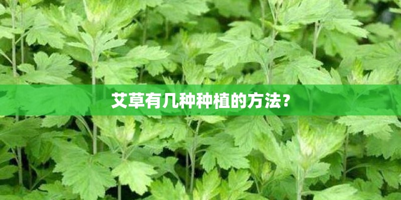 艾草有几种种植的方法？