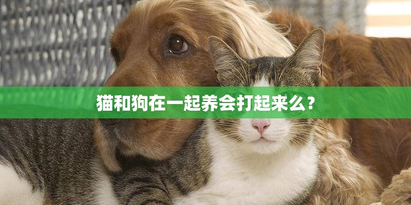 猫和狗在一起养会打起来么？