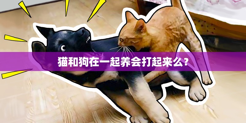 猫和狗在一起养会打起来么？