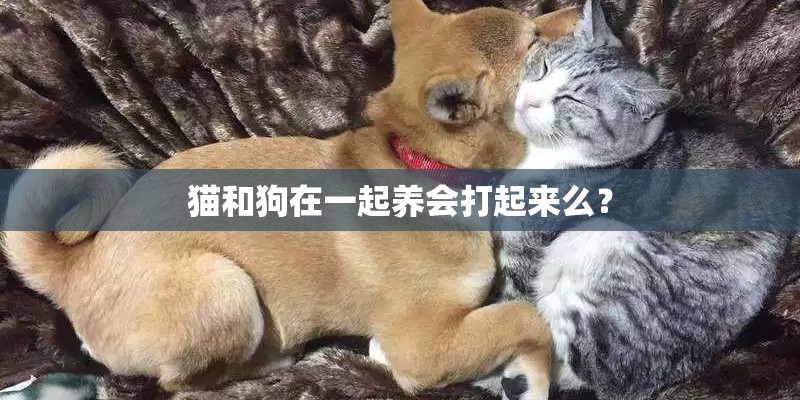 猫和狗在一起养会打起来么？