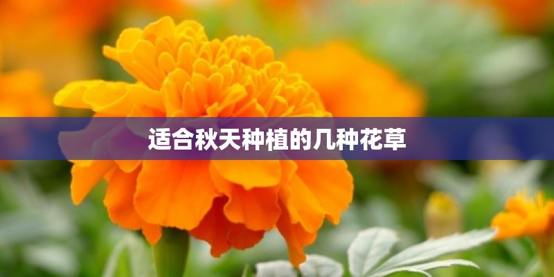适合秋天种植的几种花草