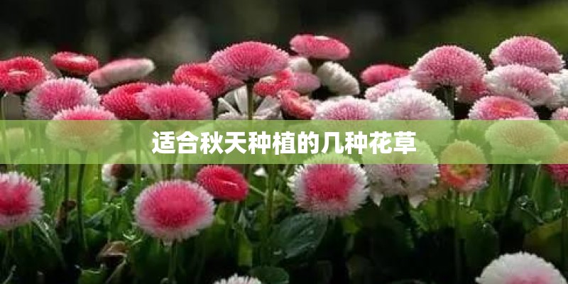适合秋天种植的几种花草