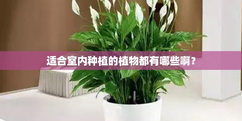 适合室内种植的植物都有哪些啊？