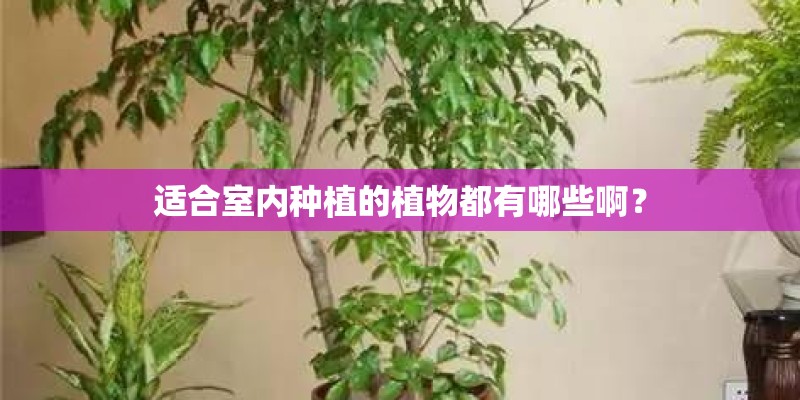 适合室内种植的植物都有哪些啊？
