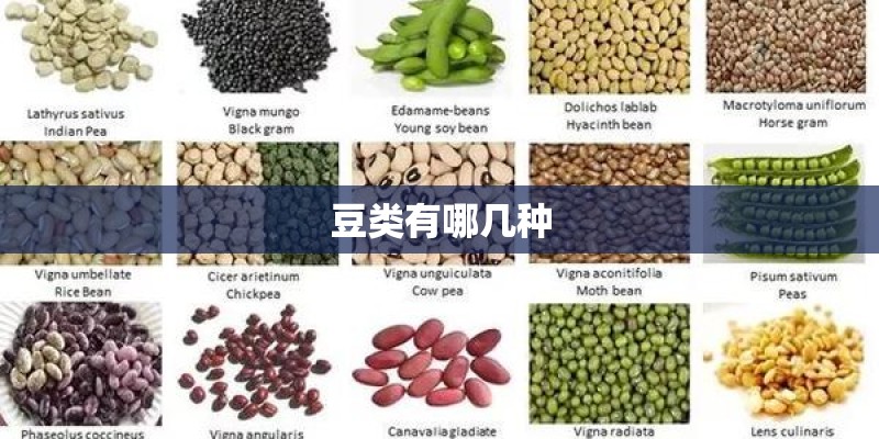 豆类有哪几种