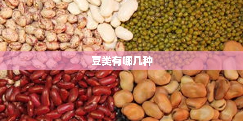 豆类有哪几种
