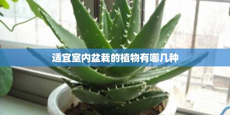 适宜室内盆栽的植物有哪几种