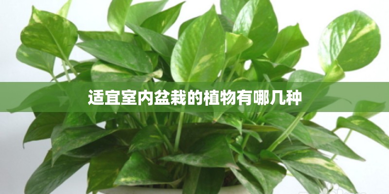 适宜室内盆栽的植物有哪几种
