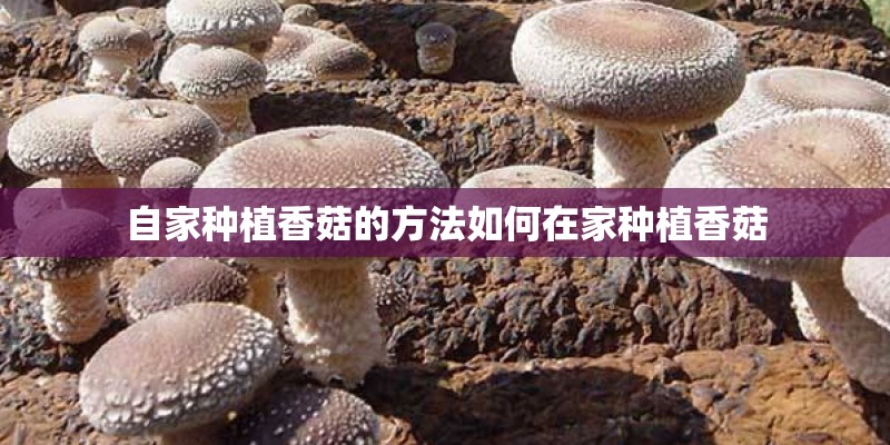 自家种植香菇的方法如何在家种植香菇