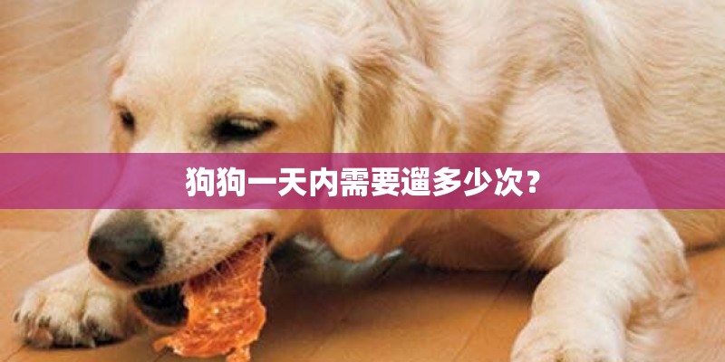 狗狗一天内需要遛多少次？