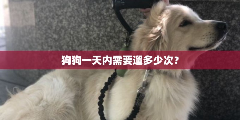 狗狗一天内需要遛多少次？