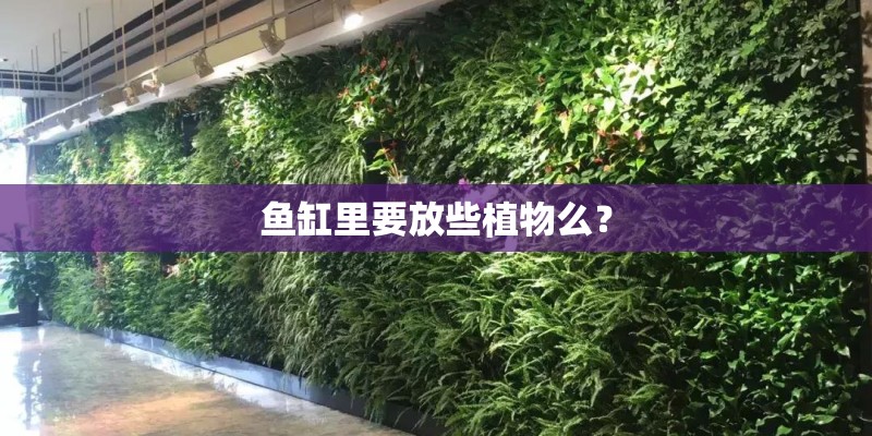 鱼缸里要放些植物么？