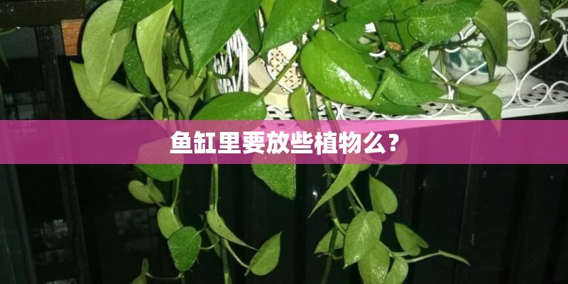 鱼缸里要放些植物么？