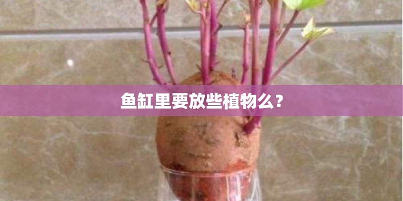 鱼缸里要放些植物么？