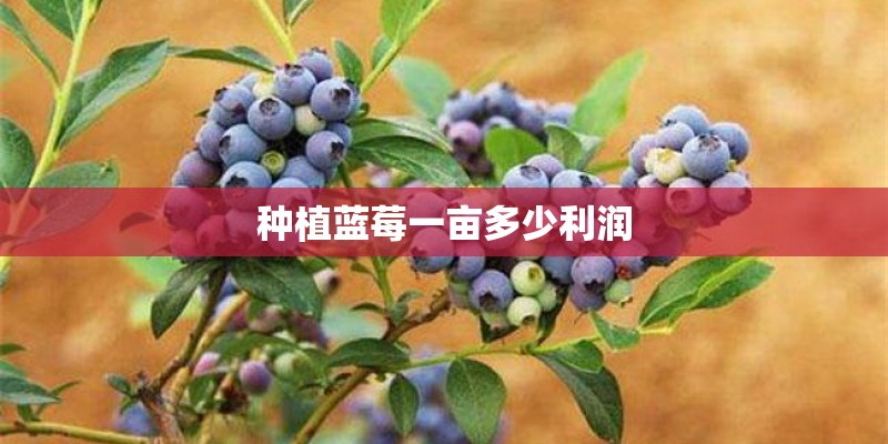 种植蓝莓一亩多少利润