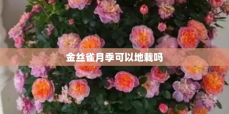 金丝雀月季可以地栽吗
