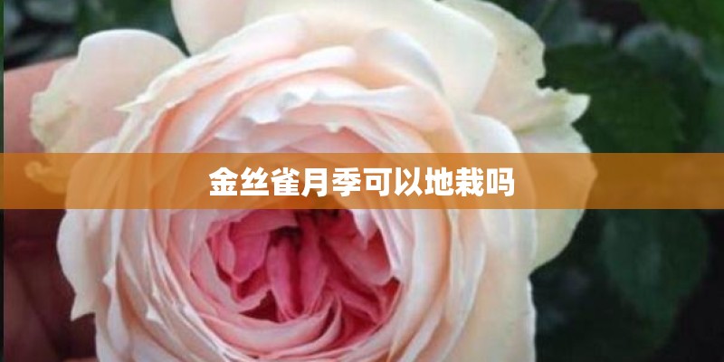 金丝雀月季可以地栽吗
