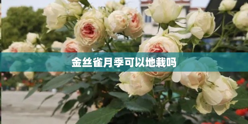 金丝雀月季可以地栽吗