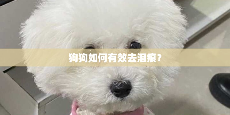 狗狗如何有效去泪痕？