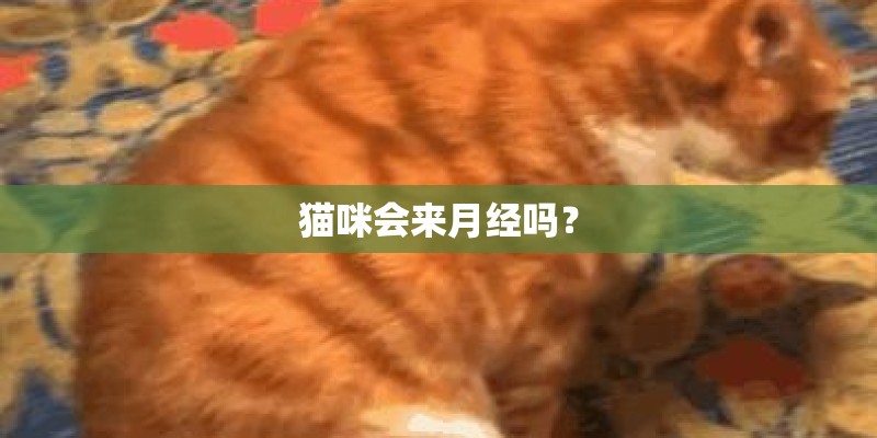猫咪会来月经吗？