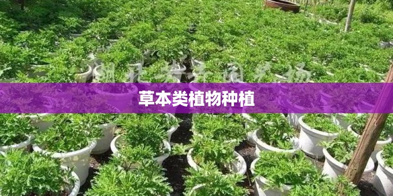 草本类植物种植