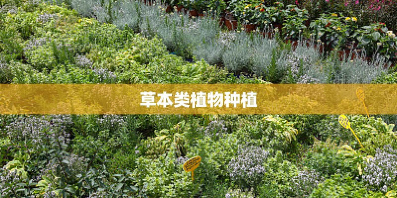 草本类植物种植