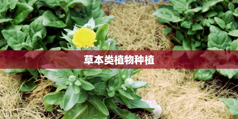 草本类植物种植