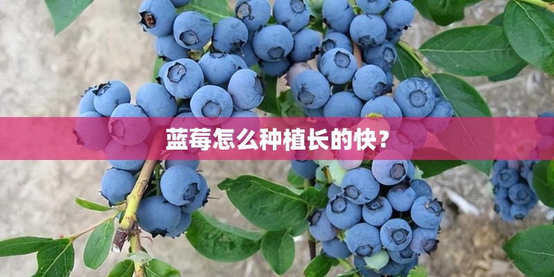 蓝莓怎么种植长的快？