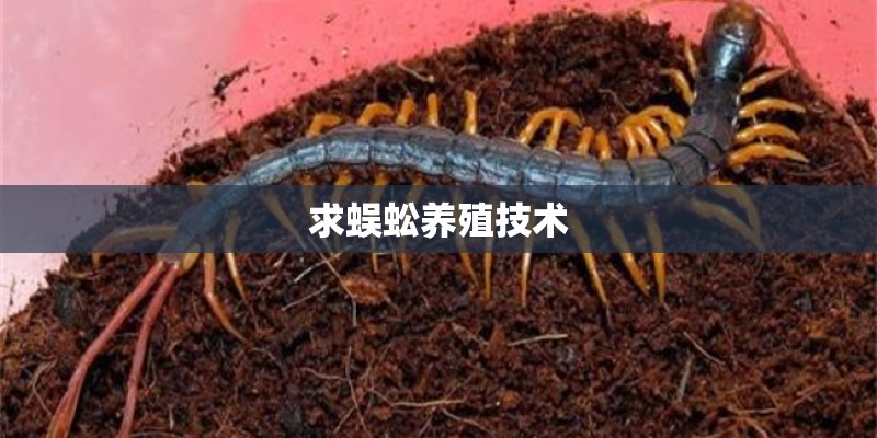 求蜈蚣养殖技术