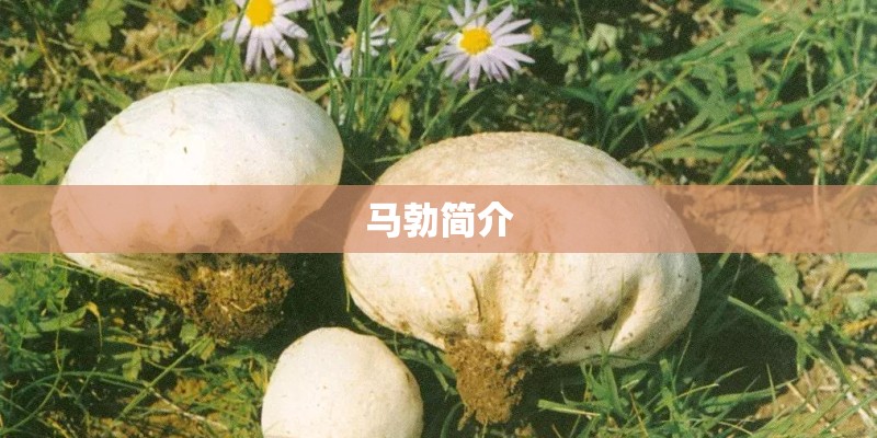 马勃简介