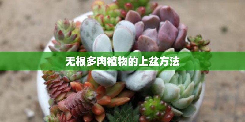无根多肉植物的上盆方法