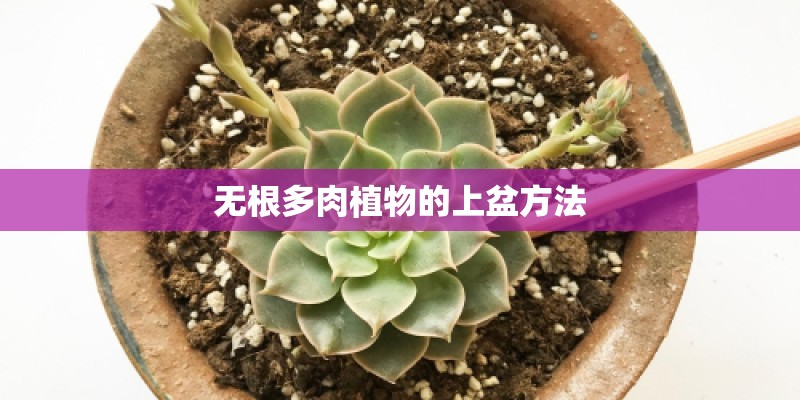 无根多肉植物的上盆方法