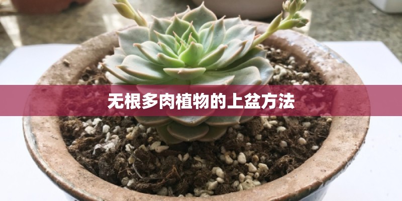 无根多肉植物的上盆方法