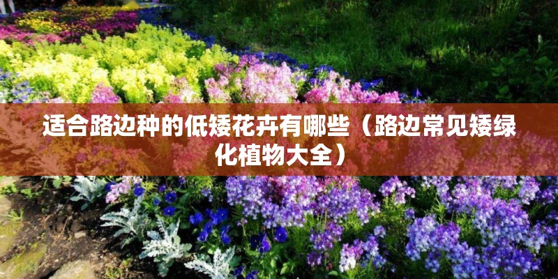 适合路边种的低矮花卉有哪些（路边常见矮绿化植物大全）