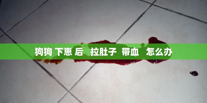 狗狗 下崽 后   拉肚子  带血   怎么办