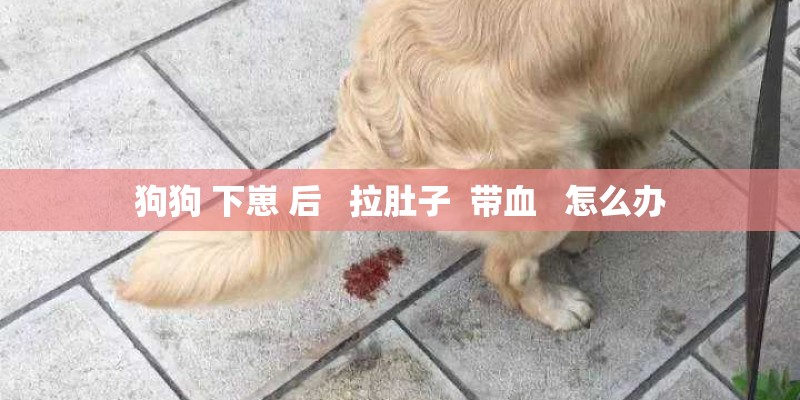 狗狗 下崽 后   拉肚子  带血   怎么办