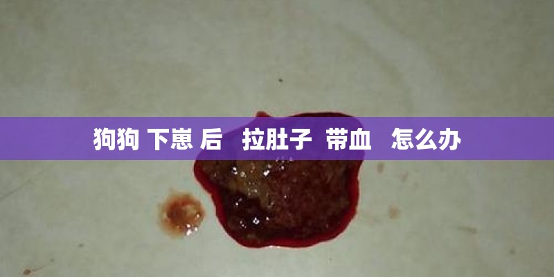 狗狗 下崽 后   拉肚子  带血   怎么办