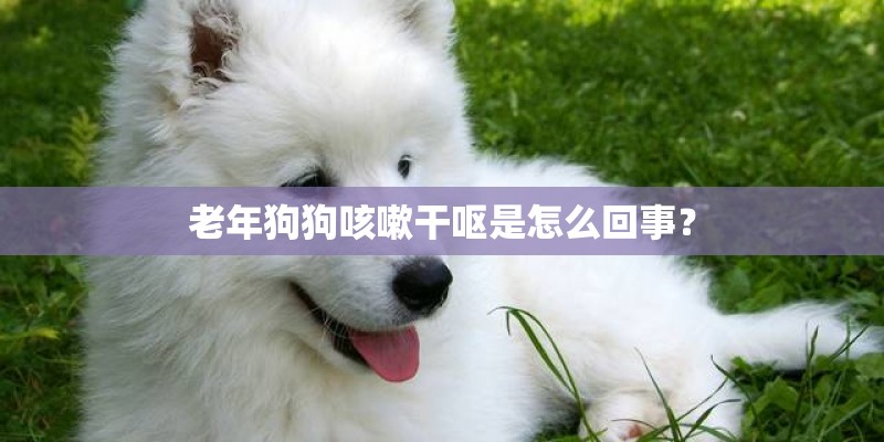 老年狗狗咳嗽干呕是怎么回事？