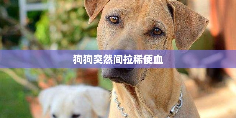 狗狗突然间拉稀便血