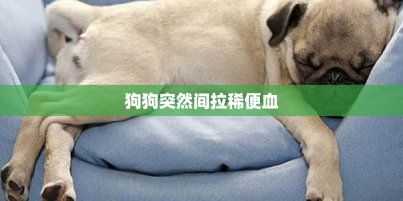 狗狗突然间拉稀便血