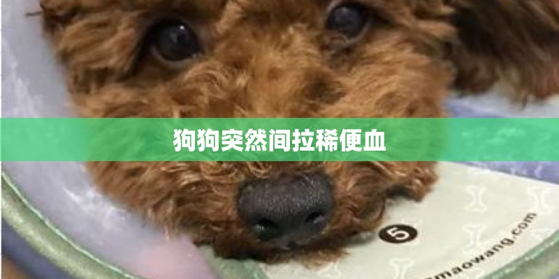 狗狗突然间拉稀便血