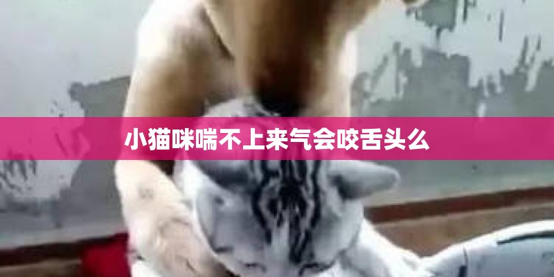 小猫咪喘不上来气会咬舌头么