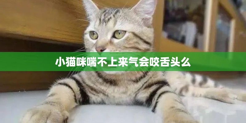小猫咪喘不上来气会咬舌头么