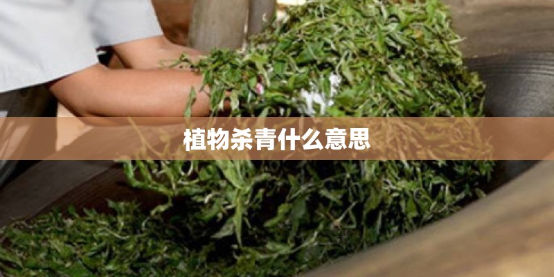 植物杀青什么意思