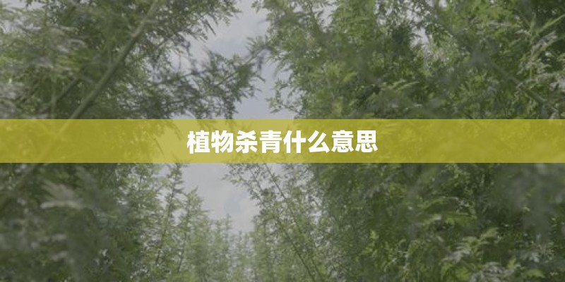 植物杀青什么意思