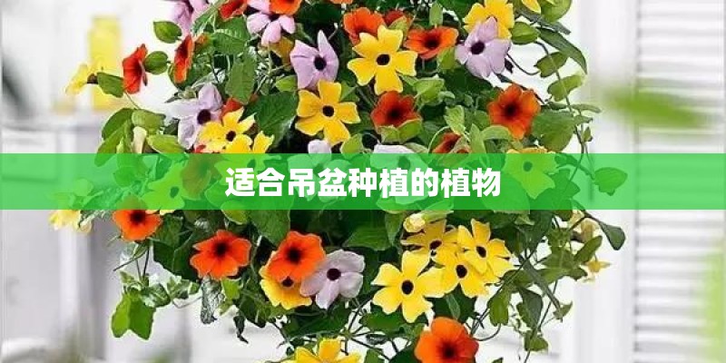 适合吊盆种植的植物
