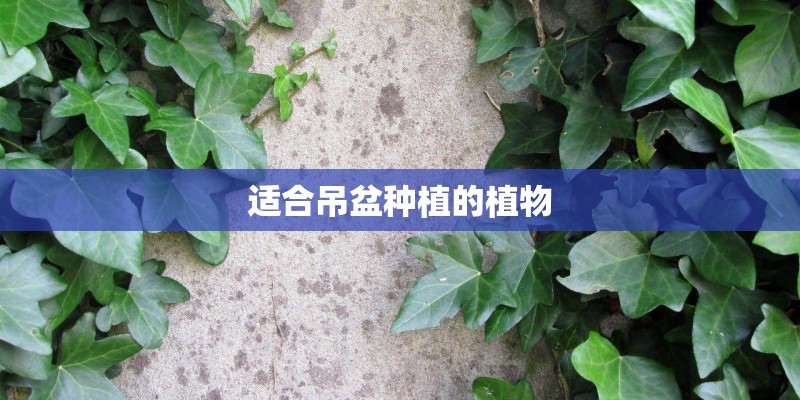 适合吊盆种植的植物